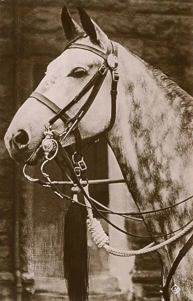 Horse wearing a Cavalry Dress double bridle