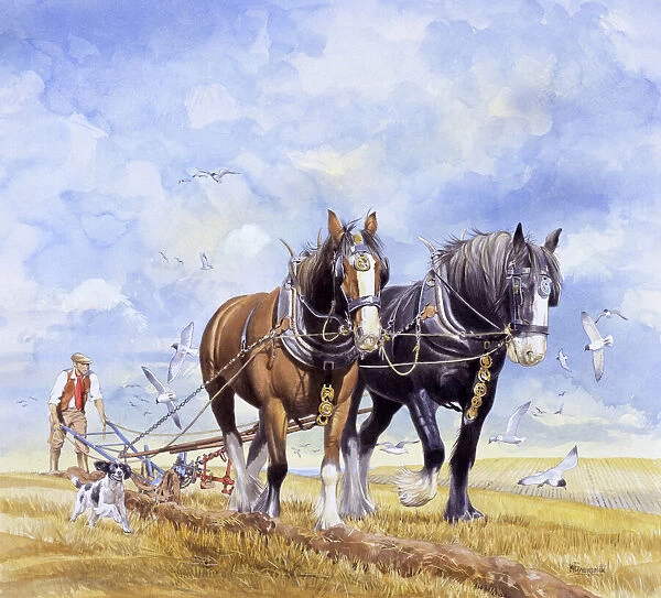 Horses pulling the plough