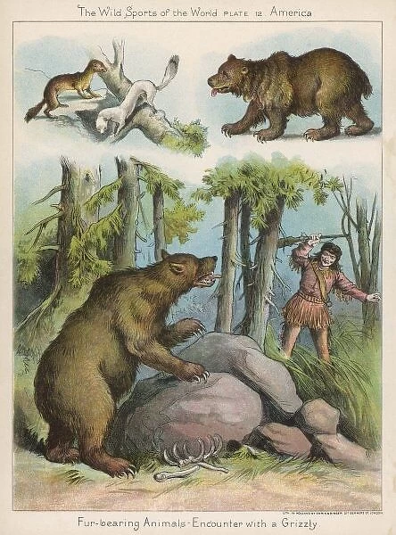 Hunting American Bear