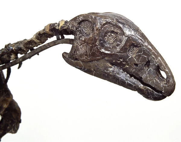 Hypsilophodon skull