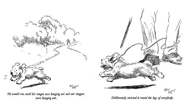 Illustrations of a Sealyham terrier puppy by Cecil Aldin