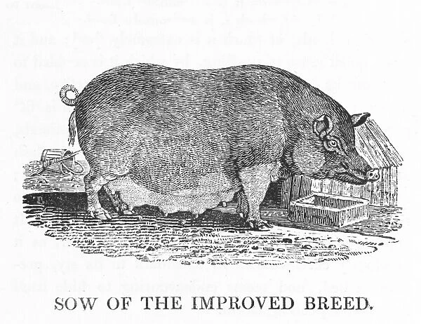 Improved Sow (Bewick)
