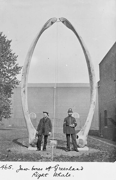 The jawbones of Greenland right whale, c. 1912