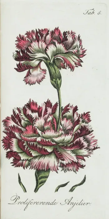 Framed Print : Proliferating Carnation Print, circa 1810 Framed Print : Proliferating Carnation Print, circa 1810