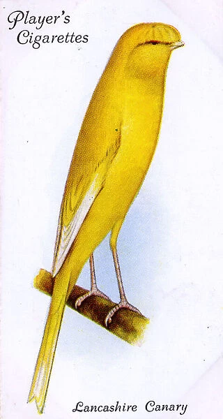 Lancashire Canary (Coppy)