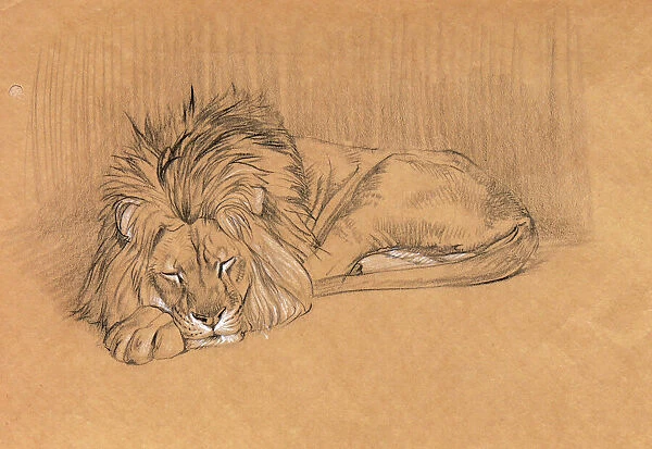 Large male lion sleeping