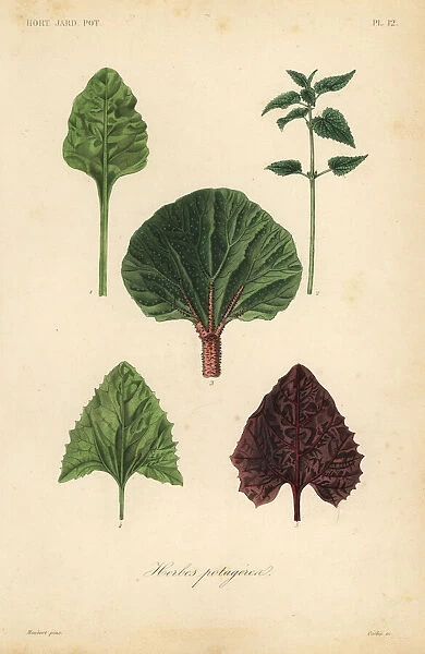 Leaf vegetables, Herbes potageres. Chard, Beta vulgaris