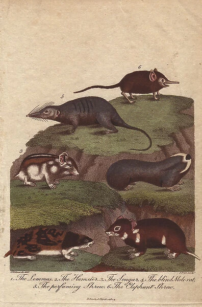 Lemming, hamster, songar rat, blind mole-rat