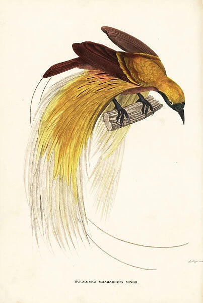 Lesser bird-of-paradise, Paradisaea minor