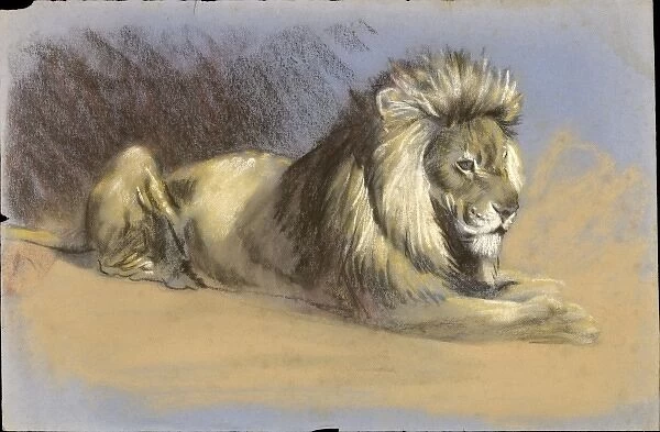 A Lion - Pastel study