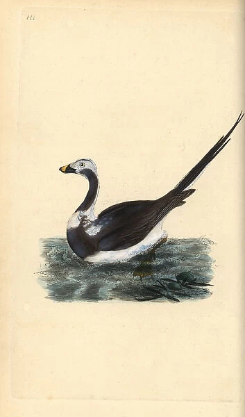 Long-tailed duck, Clangula hyemalis Vulnerable