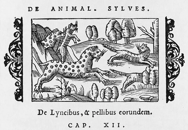 Lynx (Olaus Magnus)