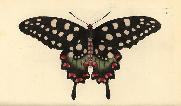 Madagascar giant swallowtail butterfly, Pharmacophagus
