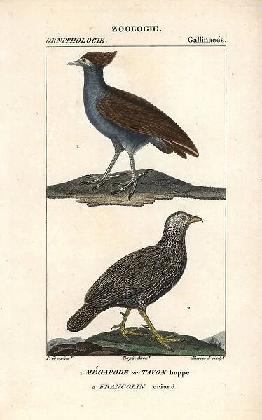 Mallard duck, Anas platyrhynchos, and red-breasted