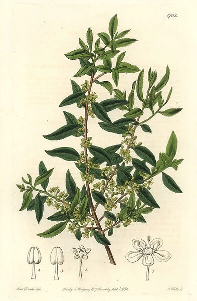 Mayten tree, Maytenus boaria