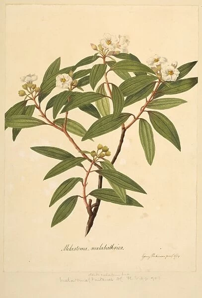 Melastoma malabathrica, black strawberry tree