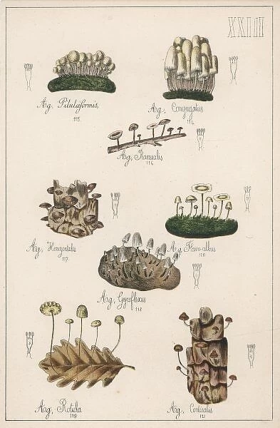 Mushrooms  /  Various
