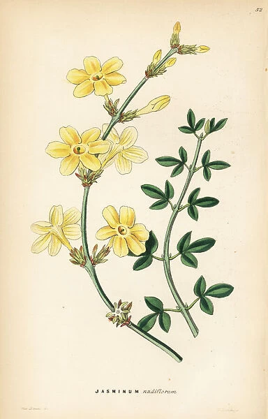 Naked-flowered jasmine, Jasminum nudiflorum