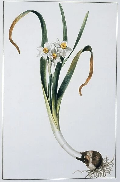 Narcissus tazetta, tazetta