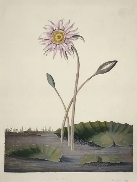Nelumbo sp. lotus