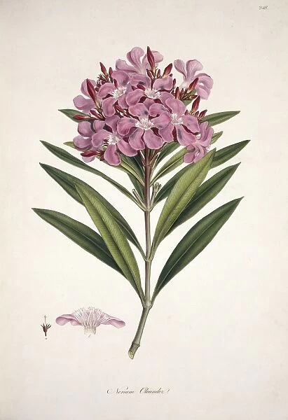 Nerium oleander, oleander