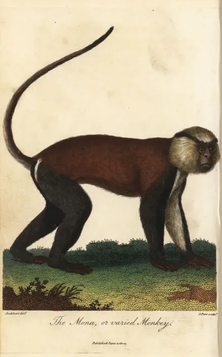 Framed Print : Mona or Varied Monkey Print, Cercopithecus mona, 1804 Framed Print : Mona or Varied Monkey Print, Cercopithecus mona, 1804