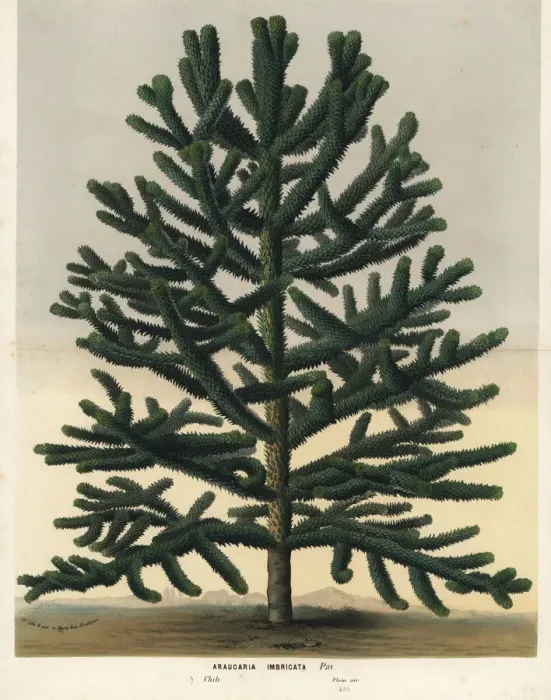 Framed Print : Endangered Monkey Puzzle Tree, Araucaria araucana Print Framed Print : Endangered Monkey Puzzle Tree, Araucaria araucana Print
