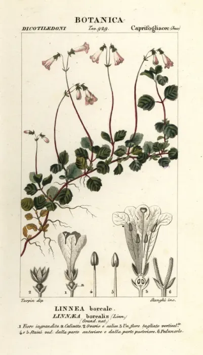 Framed Print : Linnaea borealis Print, 1837 Framed Print : Linnaea borealis Print, 1837