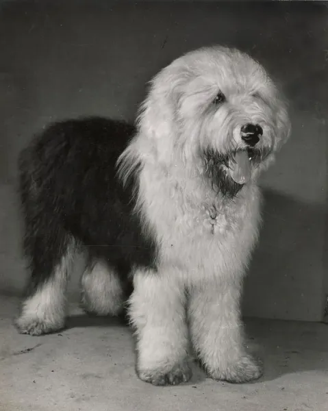 Old English Sheepdog Print circa Art Prints, Posters