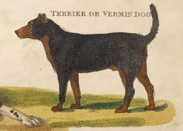 Old Type Terrier