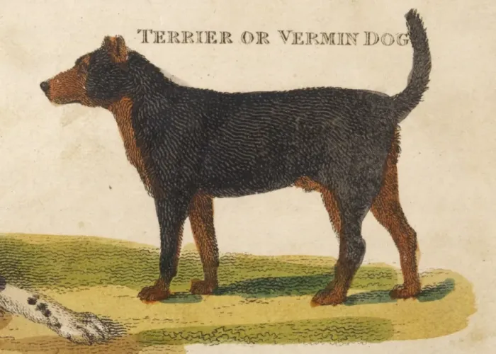 Framed Print : Old Type Terrier Print Framed Print : Old Type Terrier Print