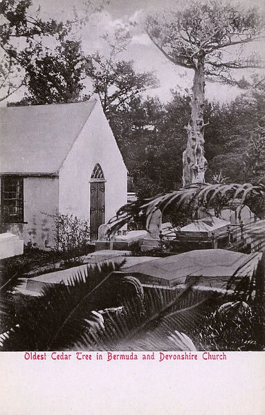 The Oldest Cedar Tree in Bermuda and Devonshire Church