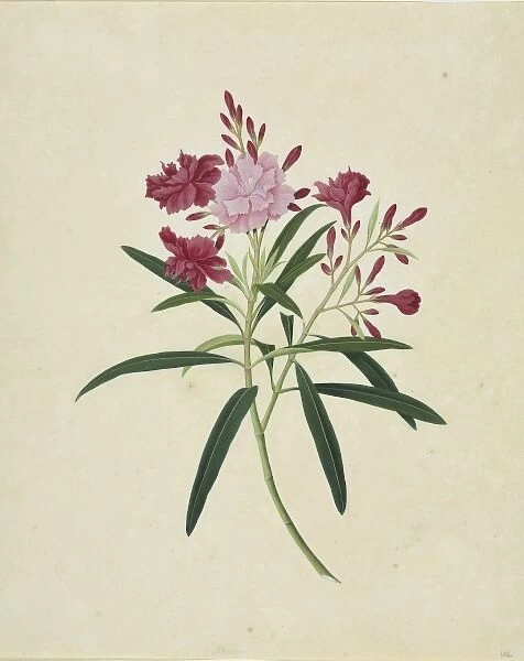 Oleander cv. Plate 704 from the John Reeves Collection of Botanical Drawings