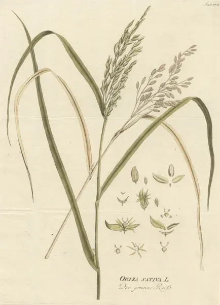 Framed Print of Oryza sativa Print from Icones Plantarum Medicinalium, 1788-1812. Framed Print from Mary Evans