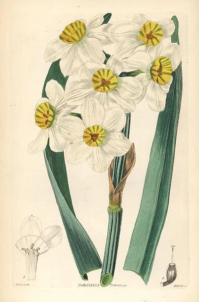 Paperwhite or bunch-flowered daffodil, Narcissus tazetta