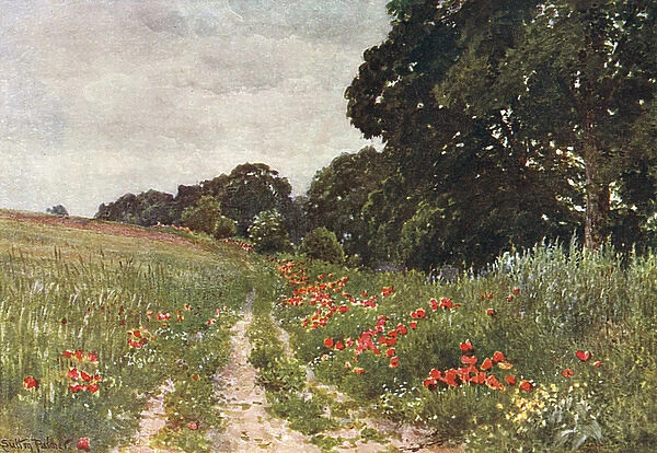 Path in Poppy Field