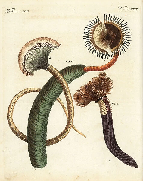 Peacock worm, Sabella pavonina, and feather
