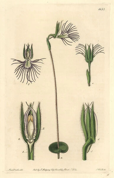 Pectinated bartholina, Bartholina burmanniana