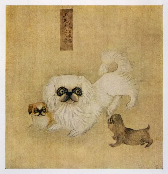 Framed Print of Pekingese Chinese White Pekingese Dog and Puppies