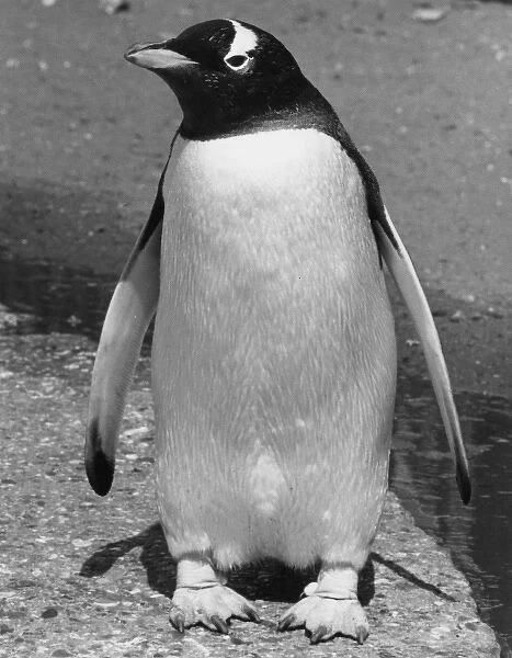 PENGUIN. A rather pigeon-toed penguin! Date: 1960s