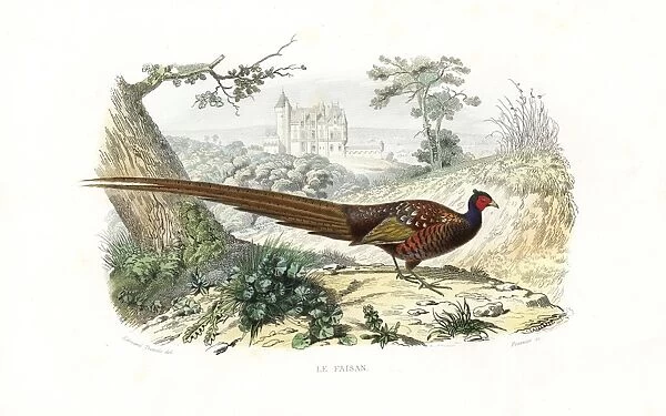 Pheasant, Phasianus colchicus