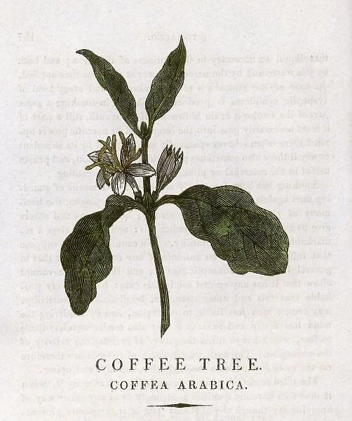 Plants  /  Coffea Arabica