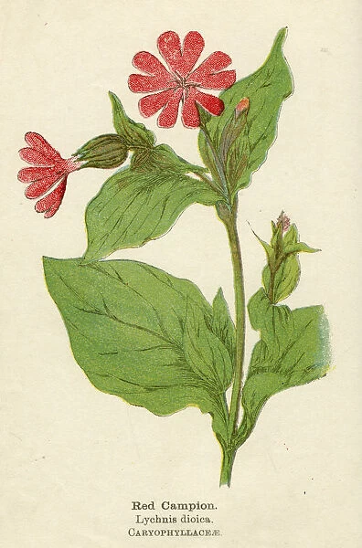 PLANTS  /  LYCHNIS DIOICA