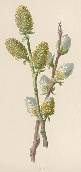 Plants  /  Salix Caprea