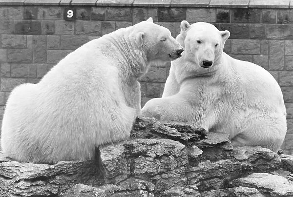 Two polar bears in a zoo