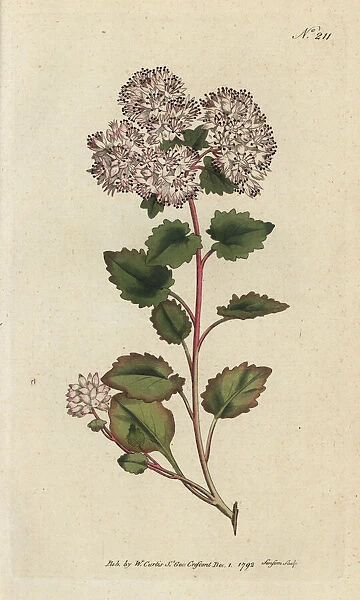 Poplar-leaved stonecrop, Sedum populifolium