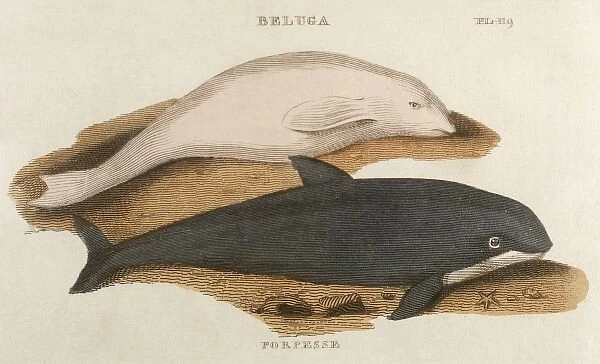 Porpoise and Beluga