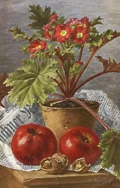 A pot of Primula flowers and apples