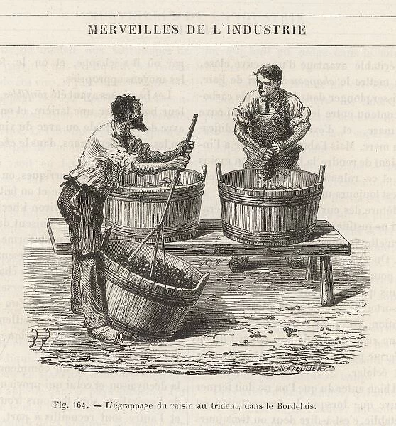 Pressing Grapes by Hand
