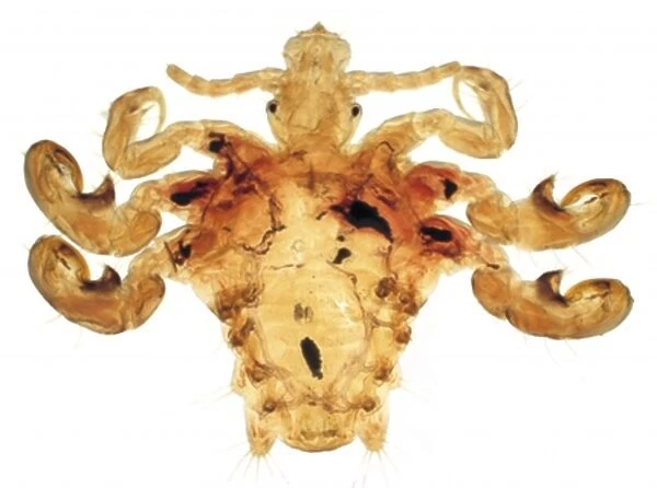 Pthirus pubis, crab louse